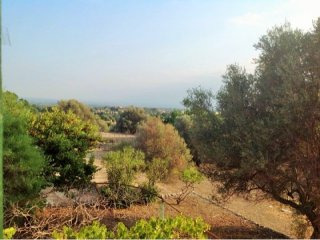 Plot at the local edge of Biniamar