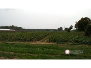 For Sale Land, Farm Massarosa