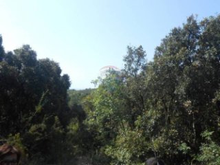 Istra, Marčana, Peruški, šuma