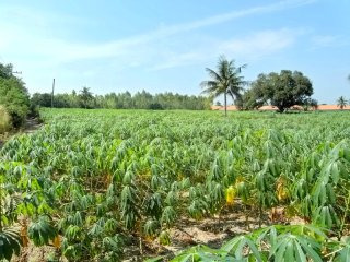 Plot of land near Polo Club, Horseshoe..