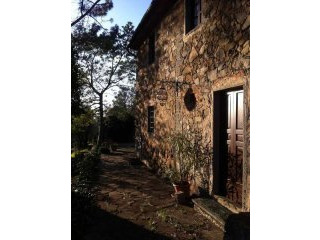 Juliet's Olive Farm