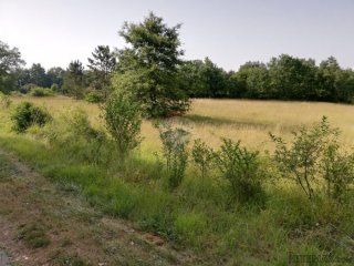 Istra, Tinjan, poljoprivredno zemljište 3274 m2