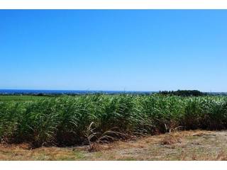 Property For Sale: Mount Pleasant Lots..
