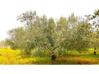 Umag okolica, maslinik, rub naselja