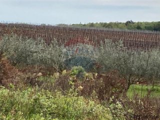 Poreč, okolica, poljoprivredno zemljište 30000m2