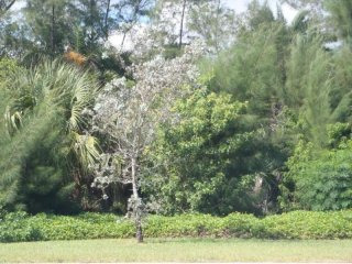 Xxx S Ocean Dr, Hutchinson Island, FL -..