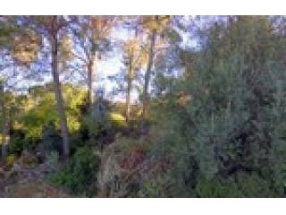 - Land - For Sale