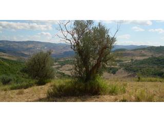 Land for sale in Molise - Terreno..