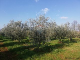 Istra, Novigrad - Poljoprivredno zemljište sa legaliziranim