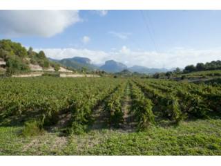 Beautiful Farm Winery And Vineyards..