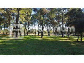 Istra, Rovinj, 12.000m2 atraktivno zemljište idealno za kamp