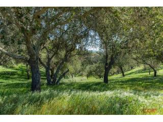 Land For Sale: 0 East Oak Trail, Santa..