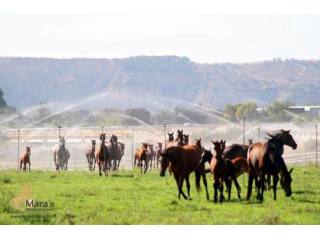 Yeguada de lujo cerca Madrid en venta