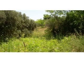 Property for sale in Italy - Land Terra..
