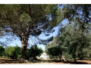 V000120, Countryhouse In Need Of..