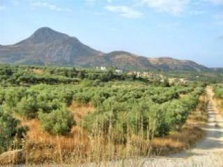 Olive Grove In The South Of Crete For..