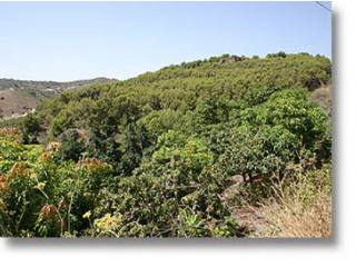 Plot for Sale in Frigiliana 445.000..