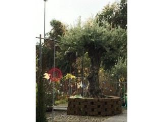 For Sale Land, Farm Pietrasanta