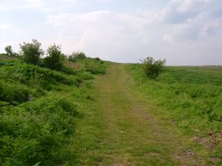 Land in Dryanovets, Dobrich