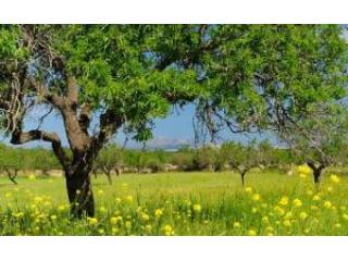 Near Colonia de San Pedro, finca plot..