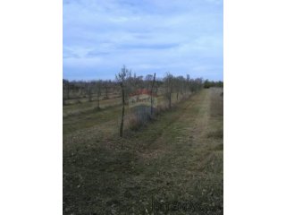 Istra, Juršići, maslinik sa 145 maslina