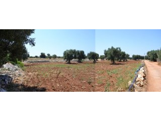 Terreno C.da Montegrottole, Polignano a..
