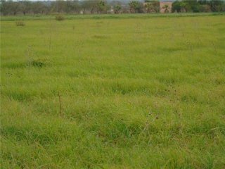 Land New Construction For Sale In Campos