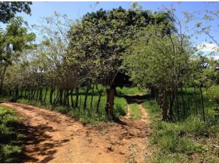 Cabarete Farm - Cattle Ranch