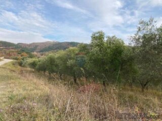 Grimalda- maslinik s pogledom na jezero, 23.064m2