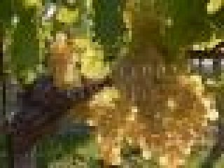 Land For Sale In Vineyard..