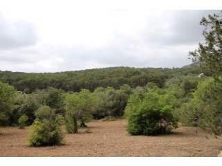Nice plot with lush vegetation and..