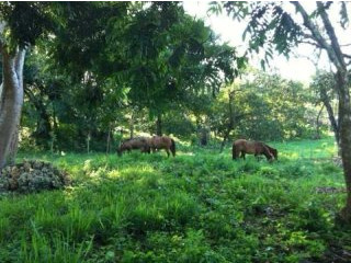 Cabarete 3-Acre Lot For Sale