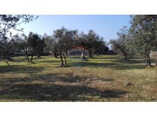 Peroj, stari maslinik sa 50 maslina