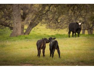27060 Green Oaks Drive Santa Ysabel..