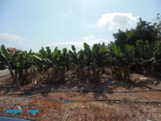 Agricultural Land in St George Peyia..