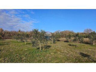 Istra, Umag okolica- maslinik s vodom