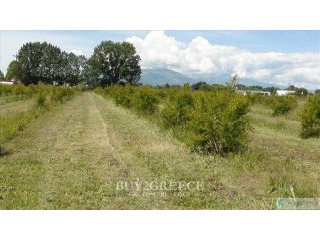 Β721 - FOR SALE LAND OF 10