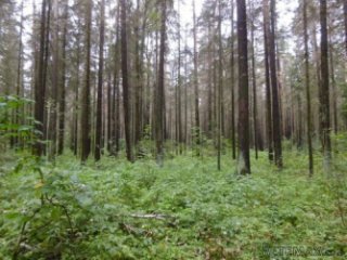 Старт продаж Уникальное место Река