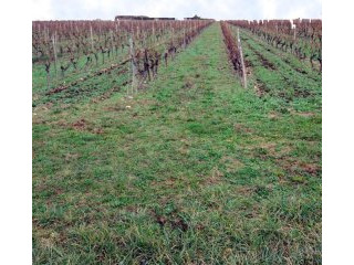 Property of ~20 ha in Grande-Champagne