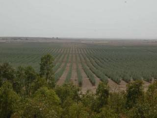 Farm on 60Ha Titled Land - 12.000 olive..