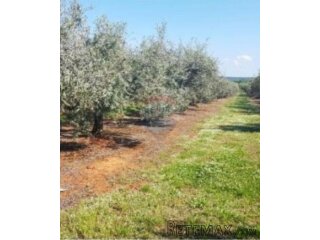 Istra,Vabriga,maslinik sa 200 maslina