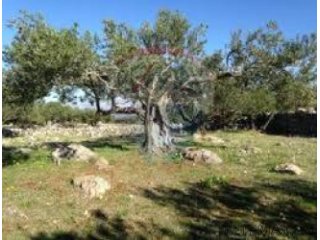 ISTRA, GALIŽANA-Maslenik star 100 godina