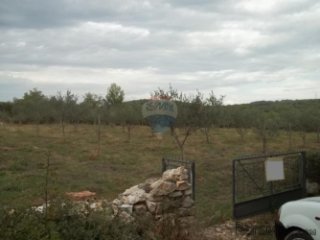 Istra, Rovinj- Maslinik sa stotinjak maslina blizu Rovinja