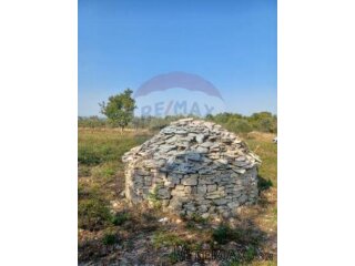 Istra, Galižana, maslinik sa kažunom