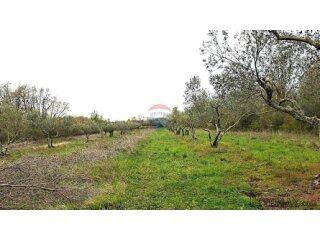 Istra,Buje,Kaštel maslinik