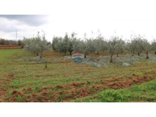 Poreč, okolica- poljoprivredno zemljište s maslinikom