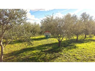 Istra,Umag - poljoprivredno zemljište