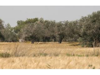 Paphos