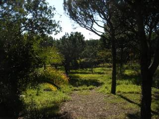 THIS LARGE PLOT OFFERS AMPLE PRIVACY..