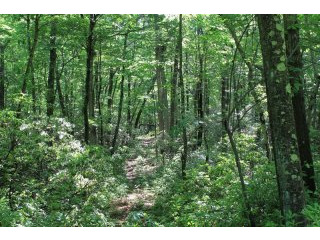 Land For Sale: Conant Valley Road Pound..